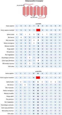 Identification of a Rare and Potential Pathogenic MC4R Variant in a Brazilian Patient With Adulthood-Onset Severe Obesity